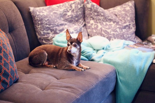Essential Tips for Keeping Your Senior Chihuahua's Dental Health in Top Shape