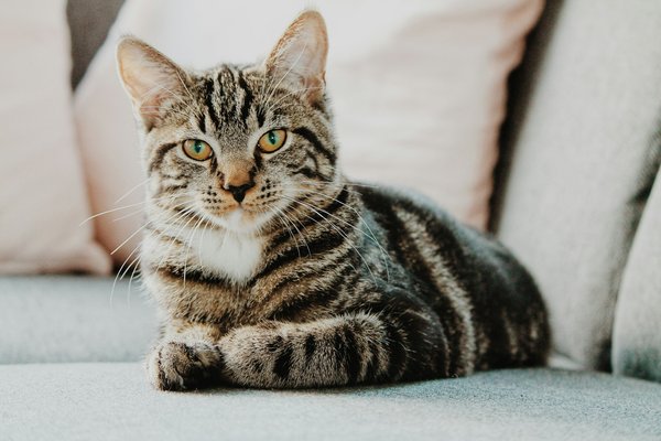 Crafting the Perfect Balanced Diet for Cats with Liver Disease: Essential Nutritional Guidelines Tailored to Their Needs