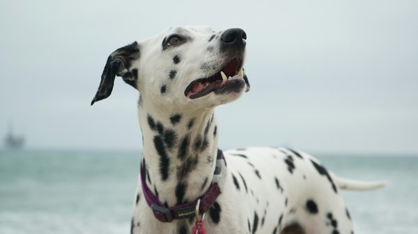 Effective Hand Signal Training for Your Deaf Dalmatian: A Step-by-Step Guide to Teaching New Commands
