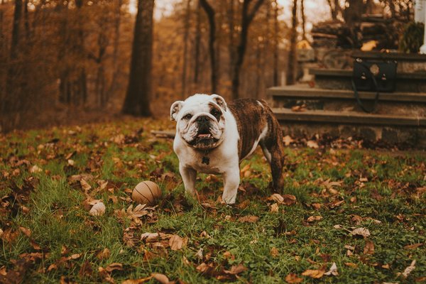Detecting the Signs of Heatstroke in French Bulldogs: Practical Advice for a Rapid Reaction