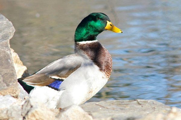 How to build an outdoor play area for pet ducks in a small UK backyard?